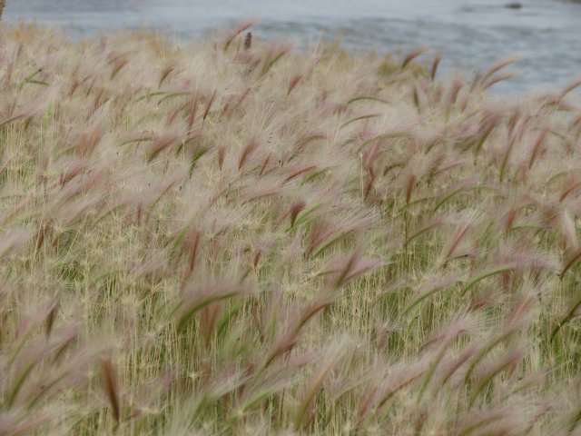 Immigrants from nearby fields